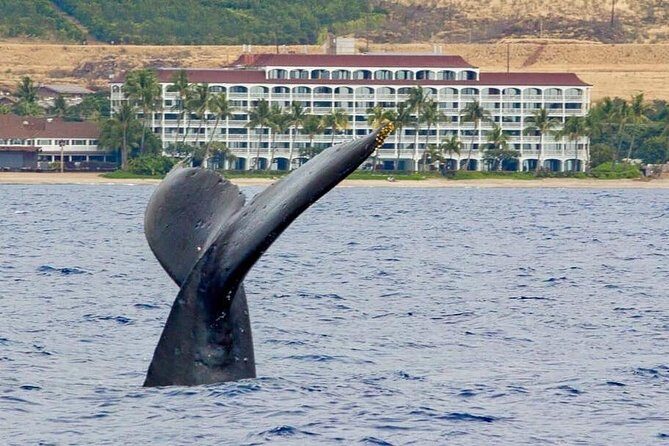 Whale Watching Experience - Quick Takeaways