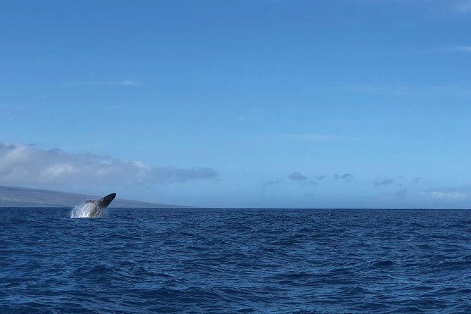 Whale Watching Experience - Ka’anapali Pickup and the Raft-Style Advantage