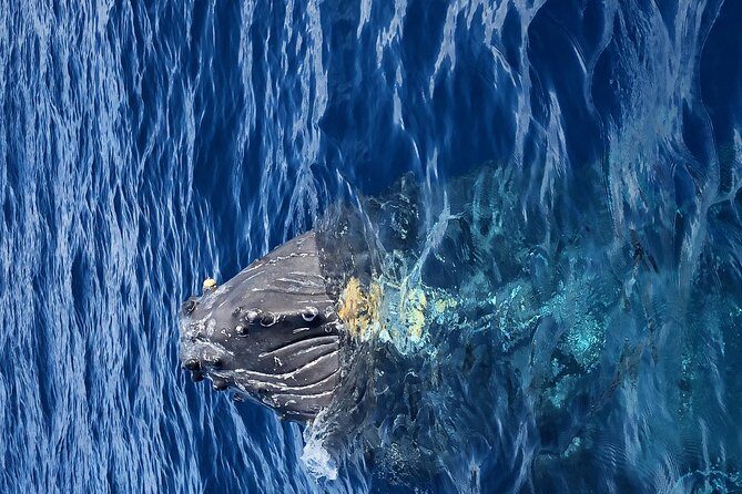 Whale Watching Experience - Getting Wet, Staying Comfortable: Weather, Wind, and Motion Sickness