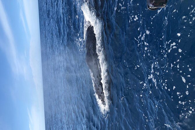 Whale Watching Experience - What You Actually Pay: Price, Inclusions, and Value at $102.20