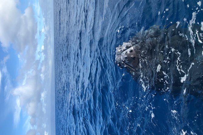 Whale Watching Experience - The Boat Setup: Seats, Canopy, Safety, and On-Board Extras