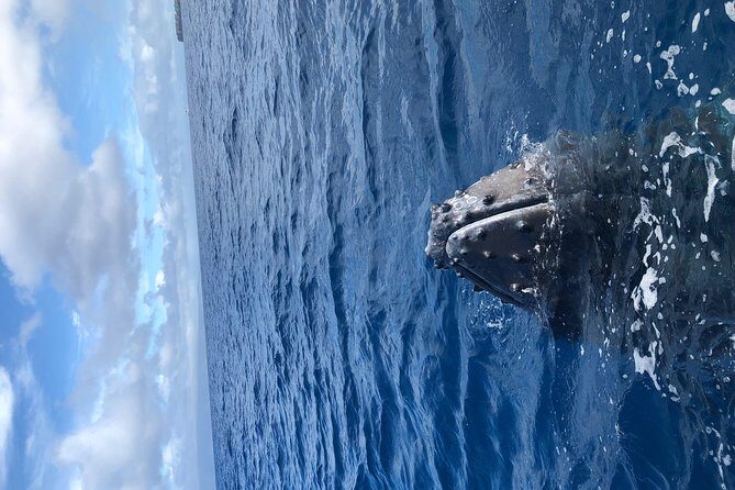 Whale Watching Experience - Whale Encounters: What You Might See and How to React