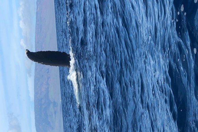 Whale Watching Experience - Tips for the Crew, and Other Practical Notes