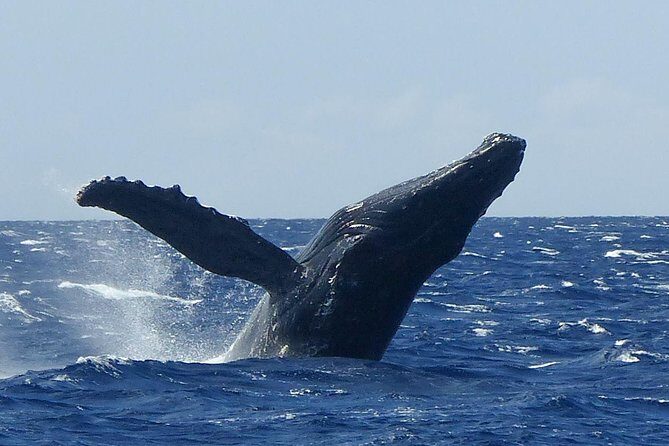 Whale Watching from Ma'alaea Harbor - First look: Ma’alaea Harbor and what the tour gets right