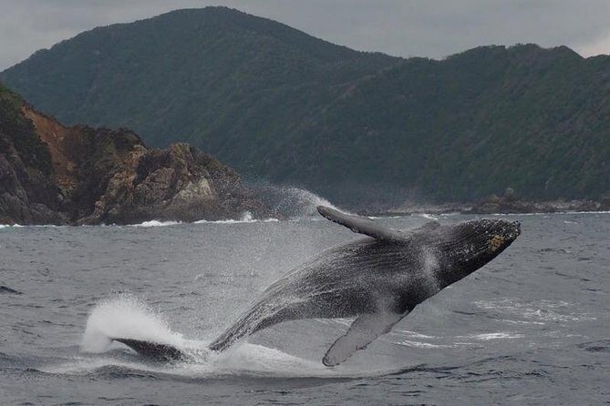 Whale Watching from Ma'alaea Harbor - Maui Ocean Center stop: a smart warm-up before you sail