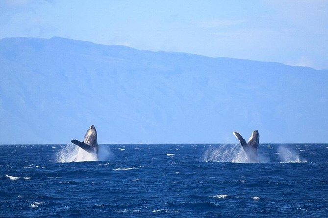 Whale Watching from Ma'alaea Harbor - Maalaea Harbor Shops time: stretch your legs, grab snacks