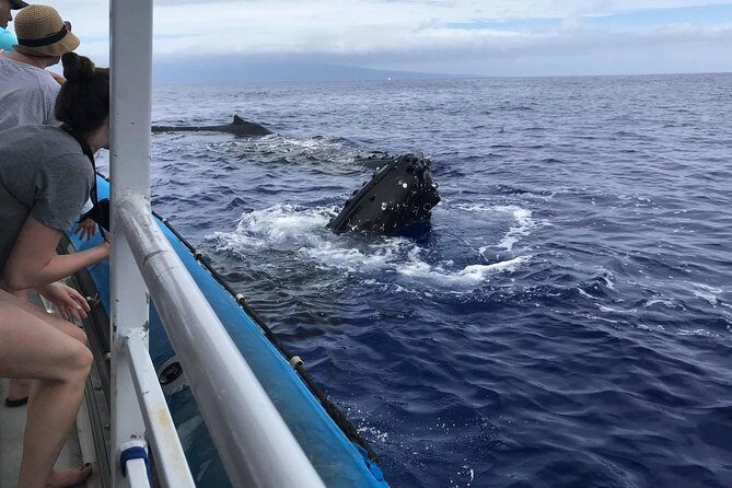 Whale Watching from Ma'alaea Harbor - Getting the most out of choppy or windy conditions