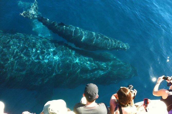 Whale Watching from Ma'alaea Harbor - The hydrophones: hearing humpback whale songs in plain terms