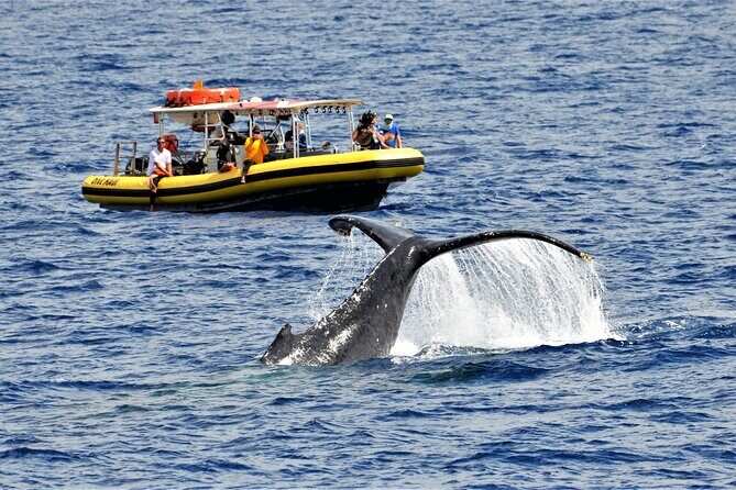 Whale Watching Maui: 2-Hour Small Group Raft Tour from Lahaina - Key things that make this whale raft tour worth your time