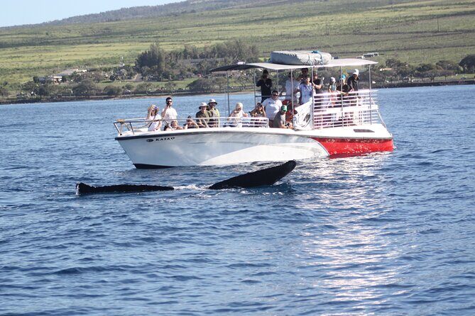 WHALES GUARANTEED Maui Whale Watching Makai Adventures - Mala Boat Ramp Check-In: Get There Ready for Barefoot Boarding