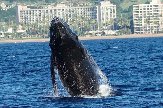 WHALES GUARANTEED Maui Whale Watching Makai Adventures - Photo and Comfort Tips That Improve Your Odds