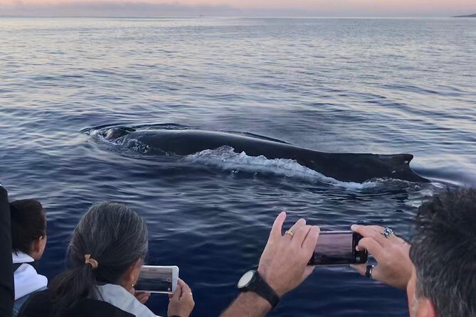 WHALES GUARANTEED Maui Whale Watching Makai Adventures - The Small-Group Sweet Spot: Better Viewing Angles Than Mega Boats