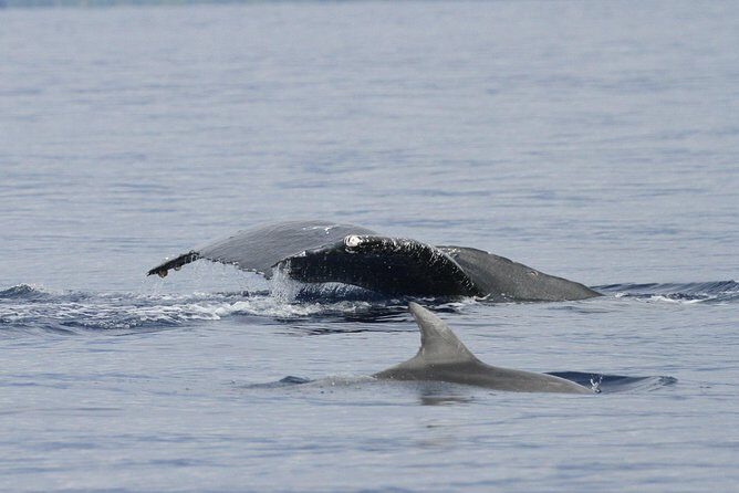Whalewatch Deluxe Tour from Ma'alaea Harbor - The boat setup that helps you actually see whales