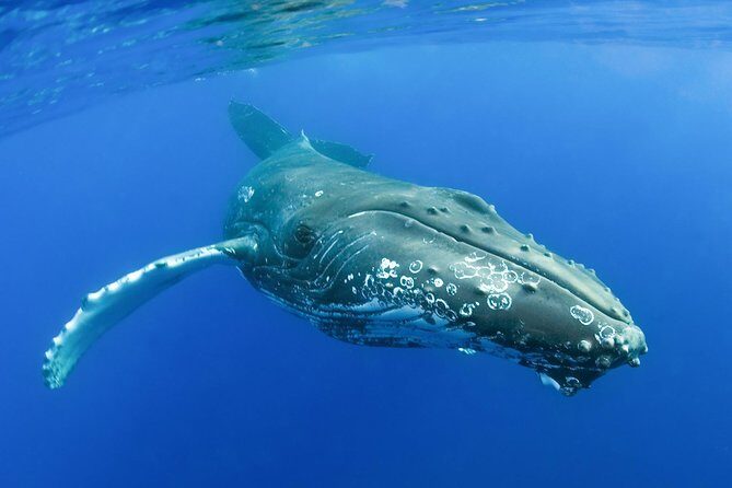 Whalewatch Deluxe Tour from Ma'alaea Harbor - Lunch on the water: buffet comfort without leaving the ship