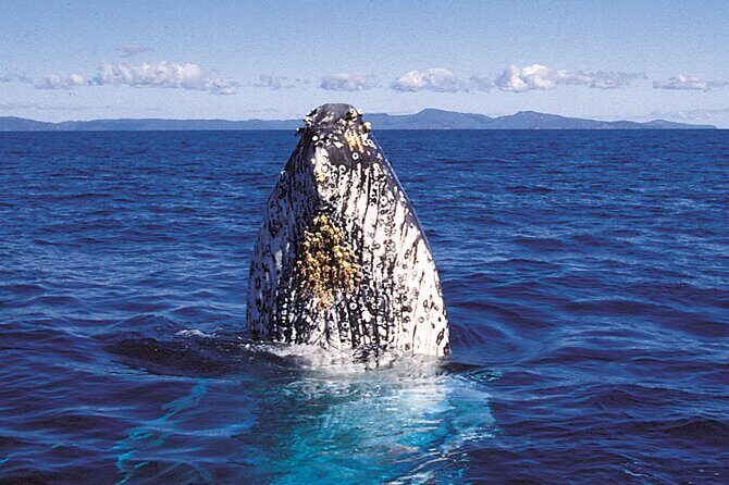Whalewatch Deluxe Tour from Ma'alaea Harbor - Whale sightings guarantee: the value behind the fine print