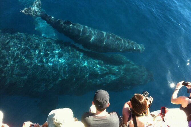 Whalewatch Deluxe Tour from Ma'alaea Harbor - Alcohol and drinks: the part to double-check