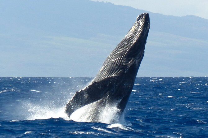Whalewatch Deluxe Tour from Ma'alaea Harbor - How to book like a pro (and make the most of your seat)