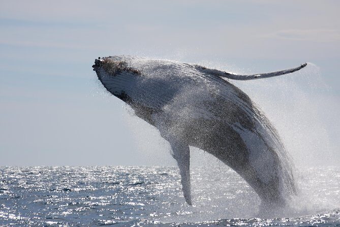 Whalewatch Deluxe Tour from Ma'alaea Harbor - PacWhale Eco-Adventures: what happens during the 1:00 pm cruise